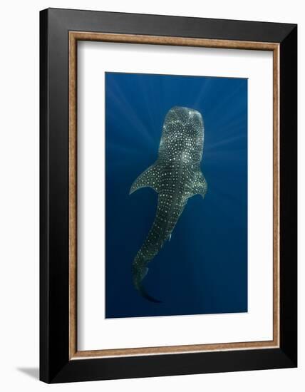 Whale Shark, Cenderawasih Bay, West Papua, Indonesia-Pete Oxford-Framed Photographic Print