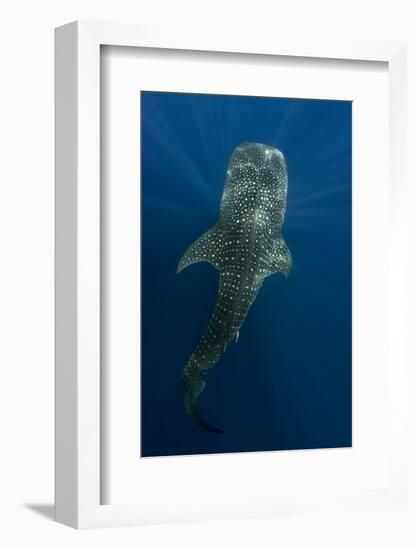 Whale Shark, Cenderawasih Bay, West Papua, Indonesia-Pete Oxford-Framed Photographic Print