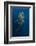 Whale Shark, Cenderawasih Bay, West Papua, Indonesia-Pete Oxford-Framed Photographic Print