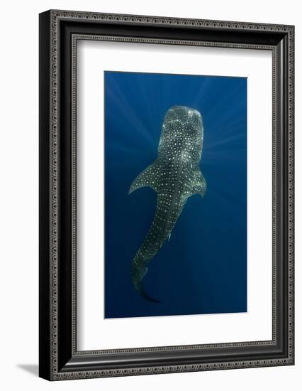 Whale Shark, Cenderawasih Bay, West Papua, Indonesia-Pete Oxford-Framed Photographic Print