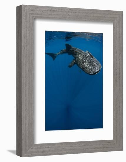 Whale Shark, Cenderawasih Bay, West Papua, Indonesia-Pete Oxford-Framed Photographic Print