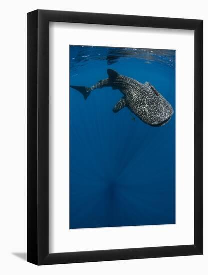 Whale Shark, Cenderawasih Bay, West Papua, Indonesia-Pete Oxford-Framed Photographic Print