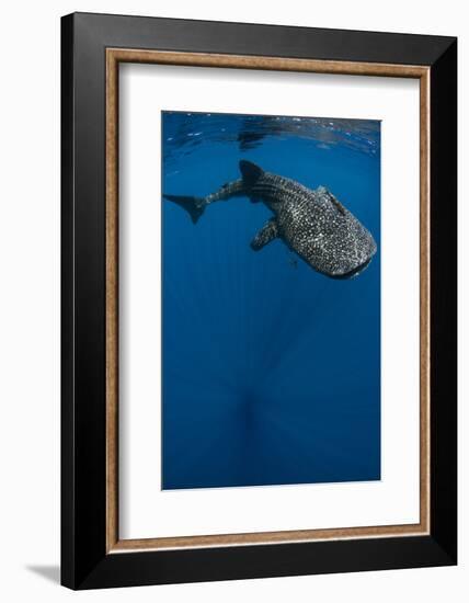 Whale Shark, Cenderawasih Bay, West Papua, Indonesia-Pete Oxford-Framed Photographic Print