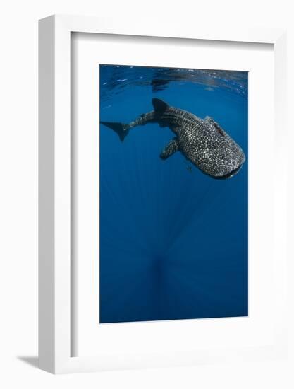 Whale Shark, Cenderawasih Bay, West Papua, Indonesia-Pete Oxford-Framed Photographic Print