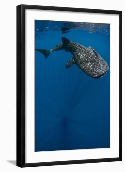 Whale Shark, Cenderawasih Bay, West Papua, Indonesia-Pete Oxford-Framed Photographic Print