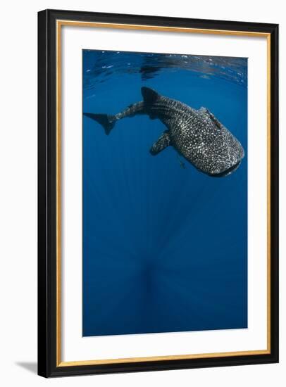 Whale Shark, Cenderawasih Bay, West Papua, Indonesia-Pete Oxford-Framed Photographic Print