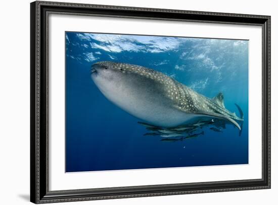 Whale Shark, Cenderawasih Bay, West Papua, Indonesia-Pete Oxford-Framed Photographic Print