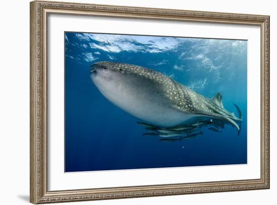 Whale Shark, Cenderawasih Bay, West Papua, Indonesia-Pete Oxford-Framed Photographic Print