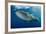 Whale Shark, Cenderawasih Bay, West Papua, Indonesia-Pete Oxford-Framed Photographic Print