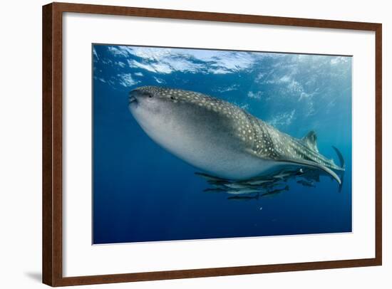 Whale Shark, Cenderawasih Bay, West Papua, Indonesia-Pete Oxford-Framed Photographic Print