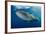 Whale Shark, Cenderawasih Bay, West Papua, Indonesia-Pete Oxford-Framed Photographic Print