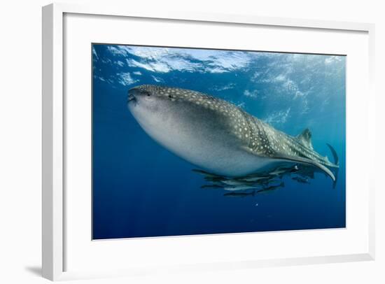 Whale Shark, Cenderawasih Bay, West Papua, Indonesia-Pete Oxford-Framed Photographic Print