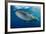 Whale Shark, Cenderawasih Bay, West Papua, Indonesia-Pete Oxford-Framed Photographic Print