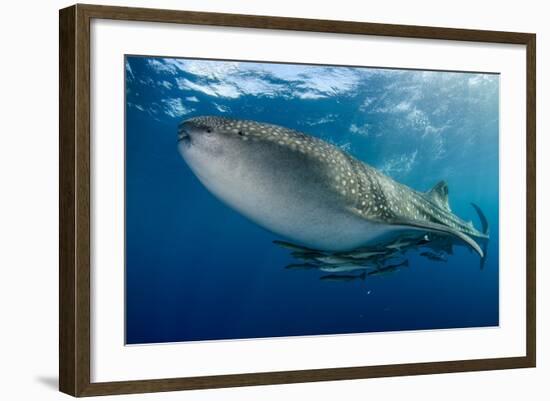 Whale Shark, Cenderawasih Bay, West Papua, Indonesia-Pete Oxford-Framed Photographic Print