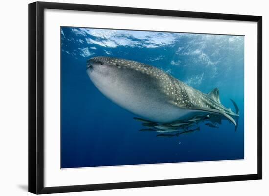 Whale Shark, Cenderawasih Bay, West Papua, Indonesia-Pete Oxford-Framed Photographic Print