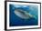 Whale Shark, Cenderawasih Bay, West Papua, Indonesia-Pete Oxford-Framed Photographic Print