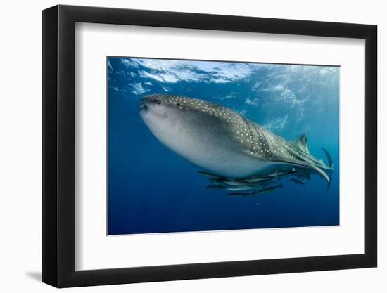 Whale Shark, Cenderawasih Bay, West Papua, Indonesia-Pete Oxford-Framed Photographic Print