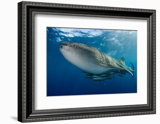 Whale Shark, Cenderawasih Bay, West Papua, Indonesia-Pete Oxford-Framed Photographic Print