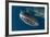 Whale Shark, Cenderawasih Bay, West Papua, Indonesia-Pete Oxford-Framed Photographic Print