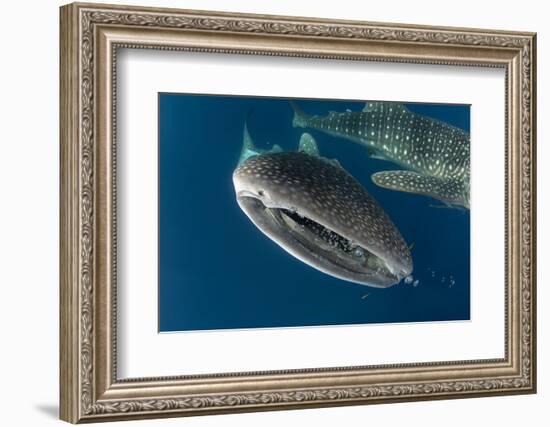 Whale Shark, Cenderawasih Bay, West Papua, Indonesia-Pete Oxford-Framed Photographic Print