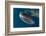 Whale Shark, Cenderawasih Bay, West Papua, Indonesia-Pete Oxford-Framed Photographic Print