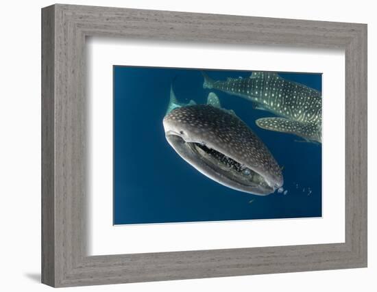 Whale Shark, Cenderawasih Bay, West Papua, Indonesia-Pete Oxford-Framed Photographic Print