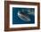 Whale Shark, Cenderawasih Bay, West Papua, Indonesia-Pete Oxford-Framed Photographic Print