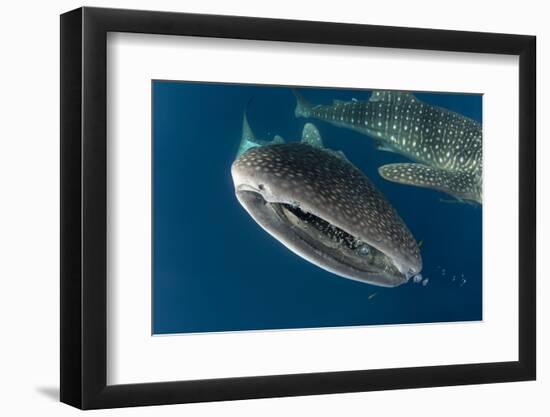 Whale Shark, Cenderawasih Bay, West Papua, Indonesia-Pete Oxford-Framed Photographic Print