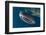 Whale Shark, Cenderawasih Bay, West Papua, Indonesia-Pete Oxford-Framed Photographic Print