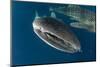 Whale Shark, Cenderawasih Bay, West Papua, Indonesia-Pete Oxford-Mounted Photographic Print