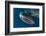 Whale Shark, Cenderawasih Bay, West Papua, Indonesia-Pete Oxford-Framed Photographic Print