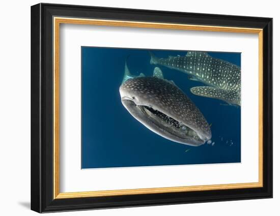 Whale Shark, Cenderawasih Bay, West Papua, Indonesia-Pete Oxford-Framed Photographic Print