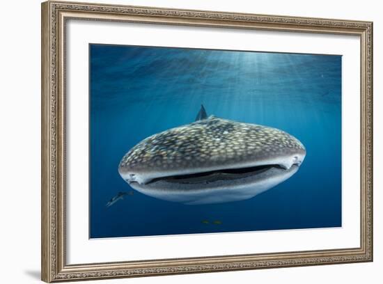 Whale Shark, Cenderawasih Bay, West Papua, Indonesia-Pete Oxford-Framed Photographic Print