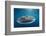 Whale Shark, Cenderawasih Bay, West Papua, Indonesia-Pete Oxford-Framed Photographic Print