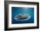 Whale Shark, Cenderawasih Bay, West Papua, Indonesia-Pete Oxford-Framed Photographic Print