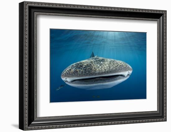 Whale Shark, Cenderawasih Bay, West Papua, Indonesia-Pete Oxford-Framed Photographic Print