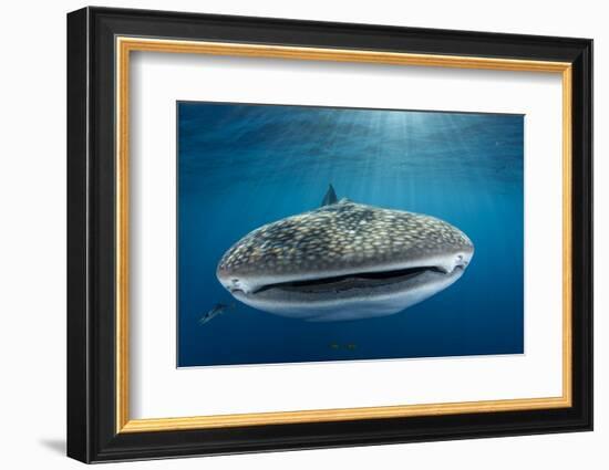 Whale Shark, Cenderawasih Bay, West Papua, Indonesia-Pete Oxford-Framed Photographic Print