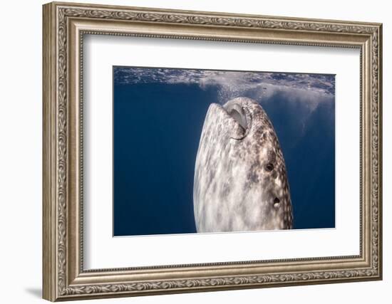 Whale Shark, Cenderawasih Bay, West Papua, Indonesia-Pete Oxford-Framed Photographic Print