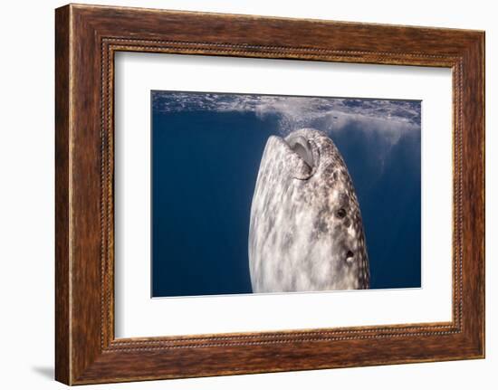 Whale Shark, Cenderawasih Bay, West Papua, Indonesia-Pete Oxford-Framed Photographic Print