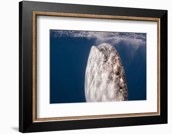 Whale Shark, Cenderawasih Bay, West Papua, Indonesia-Pete Oxford-Framed Photographic Print