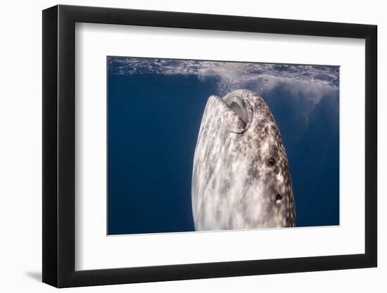 Whale Shark, Cenderawasih Bay, West Papua, Indonesia-Pete Oxford-Framed Photographic Print