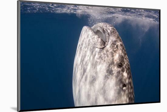 Whale Shark, Cenderawasih Bay, West Papua, Indonesia-Pete Oxford-Mounted Photographic Print