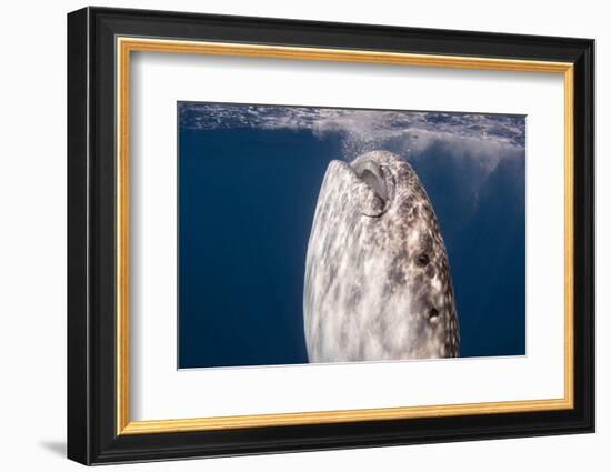 Whale Shark, Cenderawasih Bay, West Papua, Indonesia-Pete Oxford-Framed Photographic Print