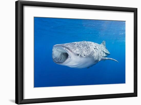 Whale Shark Descending to the Depths with Mouth Wide Open-Stocktrek Images-Framed Photographic Print