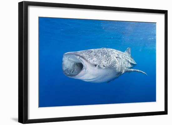 Whale Shark Descending to the Depths with Mouth Wide Open-Stocktrek Images-Framed Photographic Print