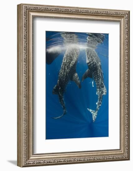 Whale Shark Feeding at Bagan, Cenderawasih Bay, West Papua, Indonesia-Pete Oxford-Framed Photographic Print