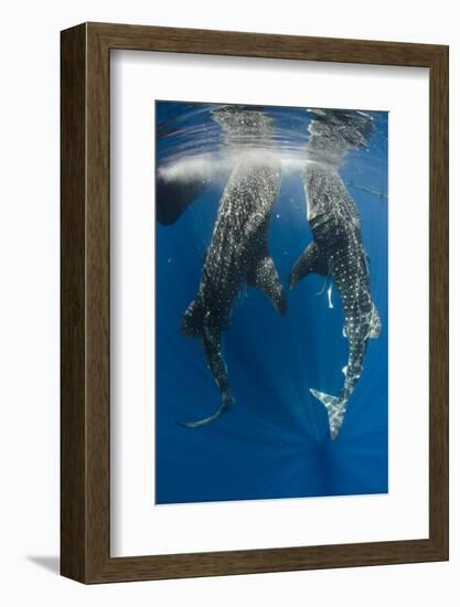 Whale Shark Feeding at Bagan, Cenderawasih Bay, West Papua, Indonesia-Pete Oxford-Framed Photographic Print