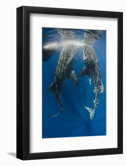 Whale Shark Feeding at Bagan, Cenderawasih Bay, West Papua, Indonesia-Pete Oxford-Framed Photographic Print