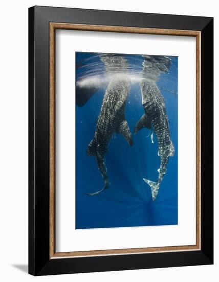 Whale Shark Feeding at Bagan, Cenderawasih Bay, West Papua, Indonesia-Pete Oxford-Framed Photographic Print