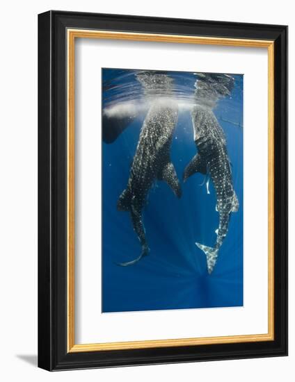 Whale Shark Feeding at Bagan, Cenderawasih Bay, West Papua, Indonesia-Pete Oxford-Framed Photographic Print